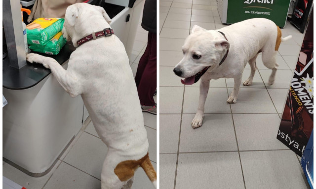 V&aacute;ratlan v&aacute;s&aacute;rl&oacute; - Egy kedves n&eacute;gyl&aacute;b&uacute; v&aacute;s&aacute;rolgatott a Jutasi &uacute;ti Sparban