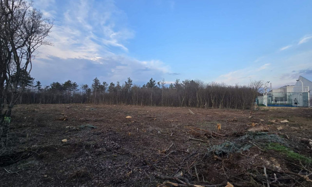 V&eacute;derdőt v&aacute;gnak ki a veszpr&eacute;mi J&eacute;gcsarnokn&aacute;l - T&ouml;bb mint 120 csal&aacute;d agg&oacute;dik a z&ouml;ld s&aacute;v miatt