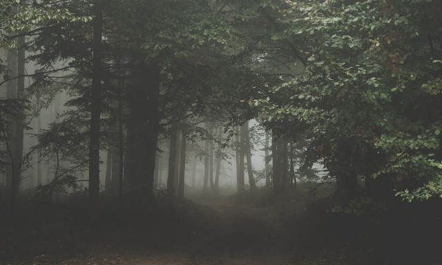 Holtan tal&aacute;lt&aacute;k a V&aacute;rpalot&aacute;r&oacute;l eltűnt 19 &eacute;ves fi&uacute;t - Egy erdőben tal&aacute;ltak r&aacute; a holttest&eacute;re