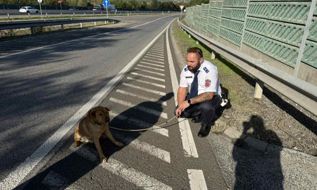 Ez&uacute;ttal egy kutya v&aacute;gott neki az aut&oacute;p&aacute;ly&aacute;nak - Az M7-esen b&oacute;kl&aacute;szott a n&eacute;gyl&aacute;b&uacute;