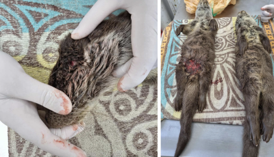 Kuty&aacute;k martak hal&aacute;lra k&eacute;t fiatal vidr&aacute;t a Balaton jeg&eacute;n