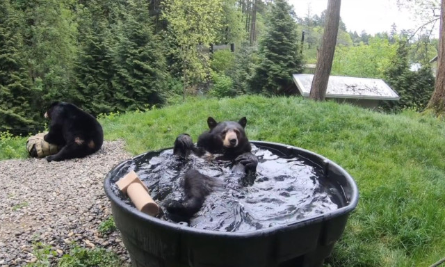 Ez a medve olyan aranyosan pancsolt, hogy m&eacute;g mi is beugrottunk volna mell&eacute; - VIDE&Oacute;