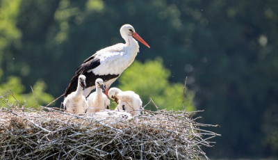 Rekordsz&aacute;m&uacute; g&oacute;lya sz&uuml;letett a Balaton-felvid&eacute;ki Nemzeti Parkban