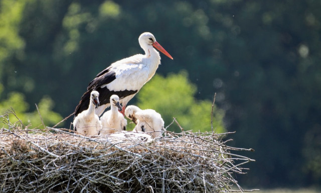 Rekordsz&aacute;m&uacute; g&oacute;lya sz&uuml;letett a Balaton-felvid&eacute;ki Nemzeti Parkban