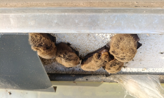 Egy tucat t&ouml;rpedenev&eacute;rt szabad&iacute;tottak ki a Balatonn&aacute;l egy fel&uacute;j&iacute;t&aacute;s alatt &aacute;ll&oacute; h&aacute;zb&oacute;l