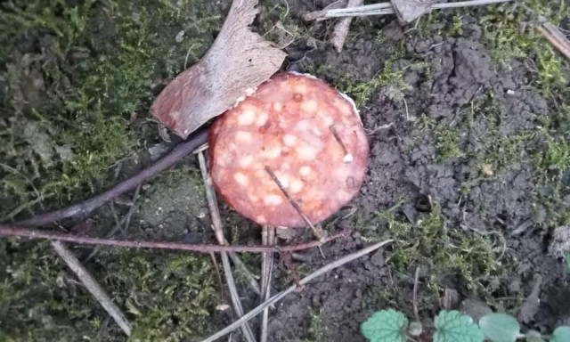 Vigy&aacute;zzatok a kis&aacute;llataitokra - Ism&eacute;t sz&ouml;ges h&uacute;sdarabokat tal&aacute;ltak Veszpr&eacute;mben