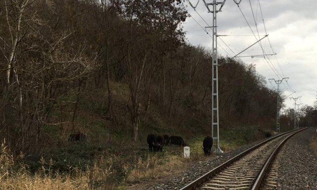 Fekete bivalyok k&oacute;sz&aacute;ltak szabadon a s&iacute;nek mellett Balatonakaratty&aacute;n