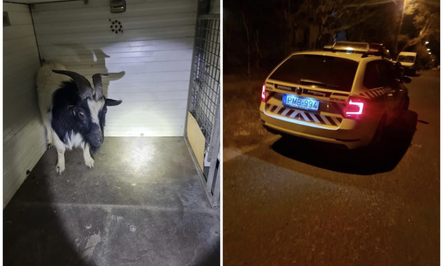 Az elk&oacute;ric&aacute;lt pingvin ut&aacute;n most egy kecsk&eacute;t kapcsoltak le a rendőr&ouml;k Pesten