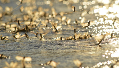 Eur&oacute;p&aacute;ban egyed&uuml;l&aacute;ll&oacute; var&aacute;zslat - &Iacute;gy vir&aacute;gzik a Tisza