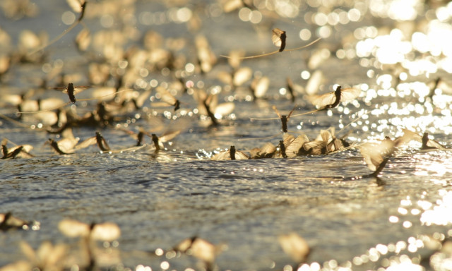 Eur&oacute;p&aacute;ban egyed&uuml;l&aacute;ll&oacute; var&aacute;zslat - &Iacute;gy vir&aacute;gzik a Tisza