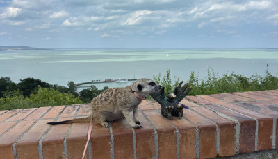 Tihanyban j&aacute;rt az orsz&aacute;g kedvenc szurik&aacute;t&aacute;ja