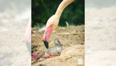 Kevés ennél cukibb lesz ma: íme a Veszprémi Állatkert első flamingó fiókája