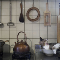 Kitty in the kitchen
