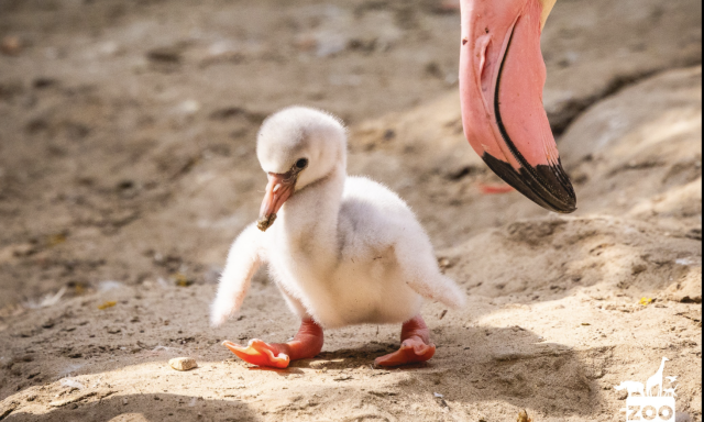 Nem lehet betelni a veszpr&eacute;mi &aacute;llatkert totyog&oacute;s flaming&oacute;b&eacute;gij&eacute;vel