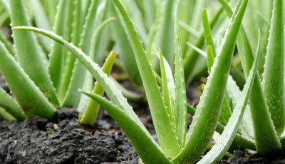 Az aloe vera is felker&uuml;l a r&aacute;kkeltő anyagok list&aacute;j&aacute;ra