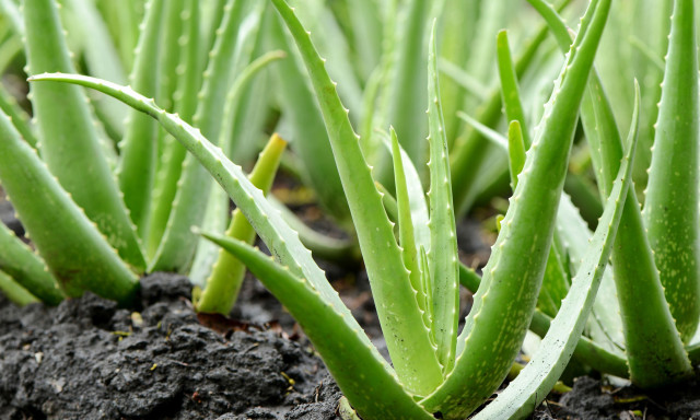 Az aloe vera is felker&uuml;l a r&aacute;kkeltő anyagok list&aacute;j&aacute;ra