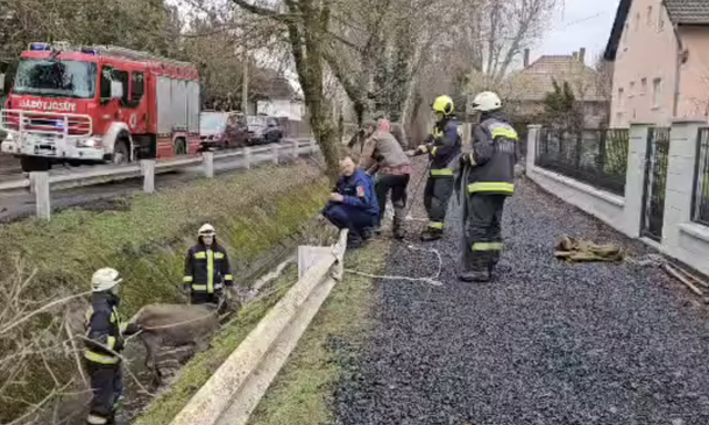 V&iacute;zelvezetőből mentettek ki egy szarvast Zam&aacute;rdiban - VIDE&Oacute;