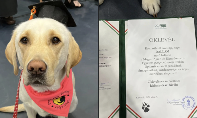 Dallam a seg&iacute;tőkutya is diplom&aacute;t szerzett a Mate Kaposv&aacute;ri Campus&aacute;n