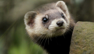 2026-ban a moln&aacute;rg&ouml;r&eacute;ny lett az &eacute;v emlőse