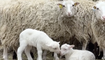 H&aacute;rom t&uuml;nd&eacute;ri kisb&aacute;r&aacute;ny sz&uuml;letett a Veszpr&eacute;mi &Aacute;llatkertben - VIDE&Oacute;