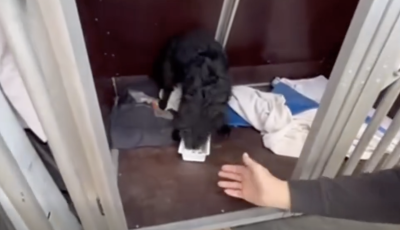 Egy kis t&uacute;l&eacute;lő maradt - Borzalmas &aacute;llatk&iacute;nz&aacute;sra der&uuml;lt f&eacute;ny Veszpr&eacute;mn&eacute;l