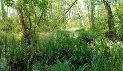 &Uacute;j l&aacute;perdőre bukkantak a Balaton-felvid&eacute;ki Nemzeti Park ter&uuml;let&eacute;n