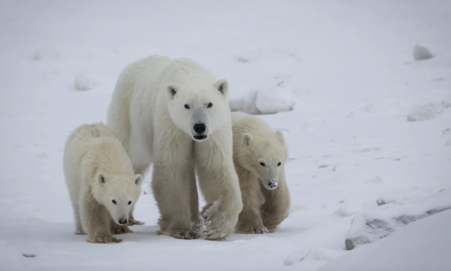 Napi cuki - Idegen bocsot fogadott &ouml;r&ouml;kbe egy jegesmedve