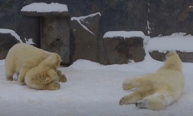 Napi cuki - A buli folytat&oacute;dik a ny&iacute;regyh&aacute;zi jegesmedv&eacute;kn&eacute;l - VIDE&Oacute;