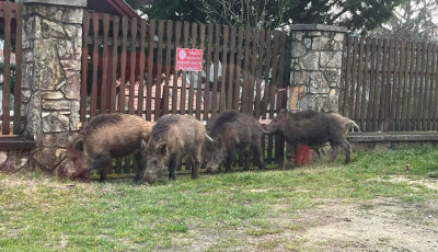 &Uacute;gy tűnik nem old&oacute;dik meg a vaddiszn&oacute; probl&eacute;ma Alm&aacute;diban